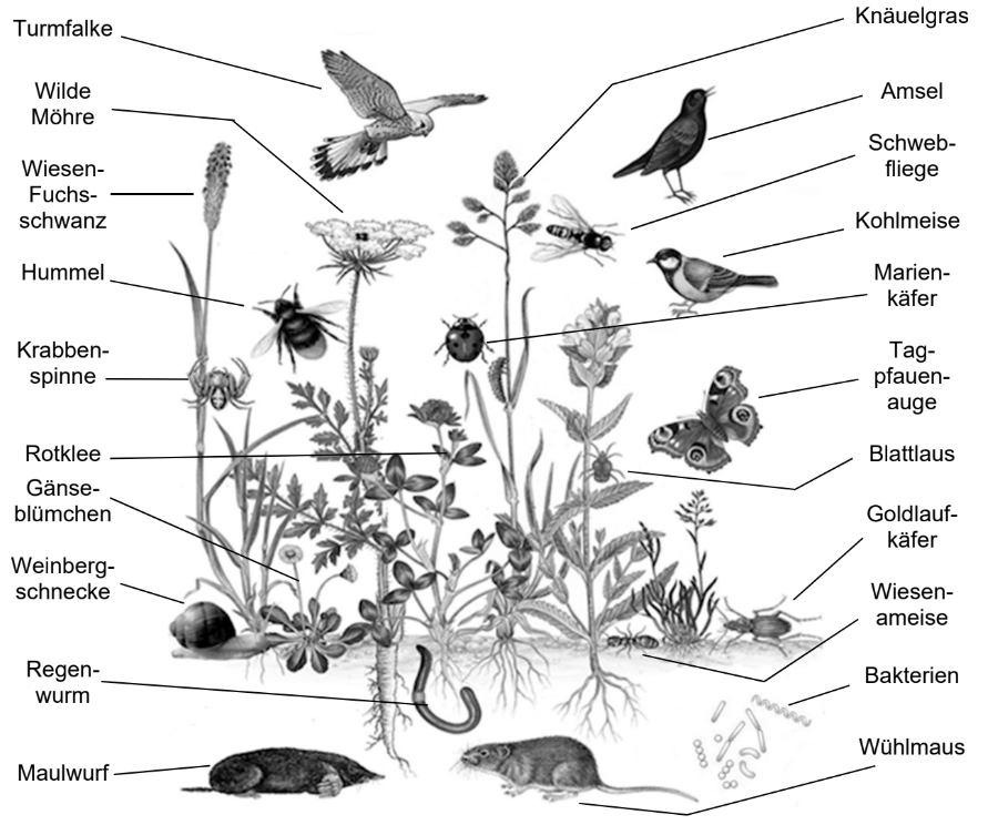 Lebensraum mit Pflanzen, Tieren und Insekten im Wiesenökosystem.